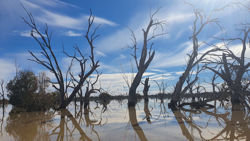 Trees in clear water in front of a blue sky with whispy clouds.