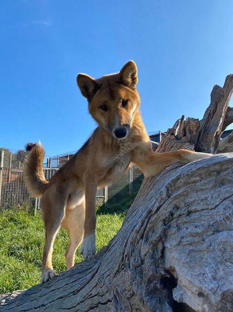 A dingo pup perches on a fallen tree trunk.