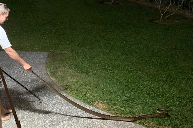 A man releases a large scrub python onto a grassed area.