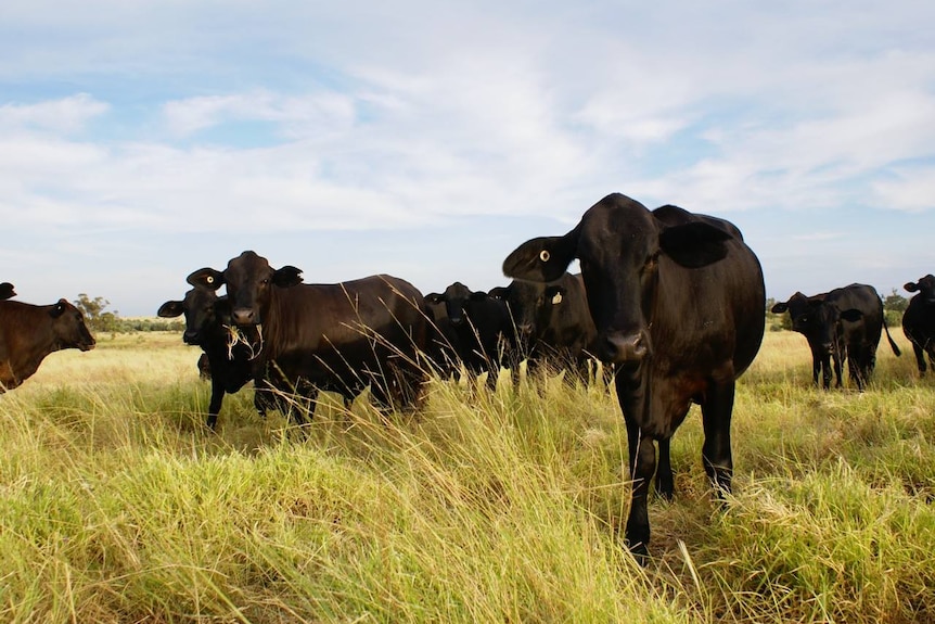 Black cattle in a paddock.