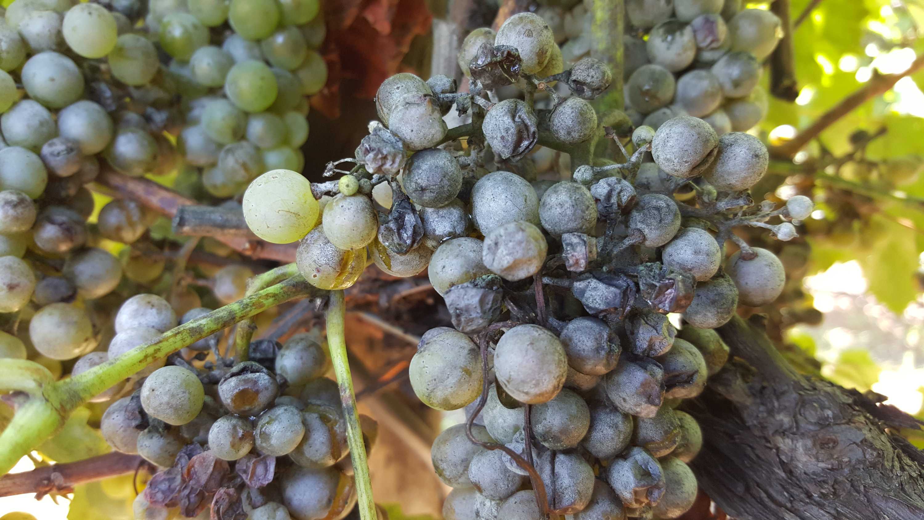 Scorching weather helps grape growers managing disease ahead of late