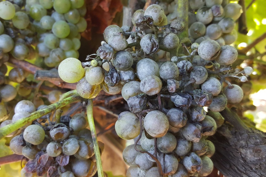 A bunch of wine grapes infected with powdery mildew.