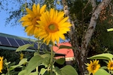 Sunflowers in front of a rooftop with solar panels. 
