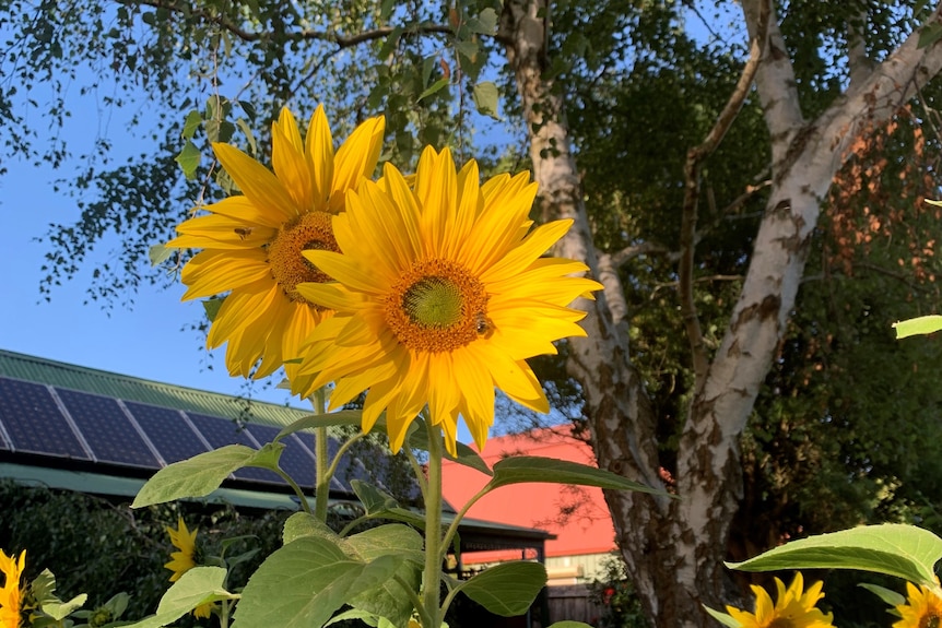 Sunflowers in front of a rooftop with solar panels. 