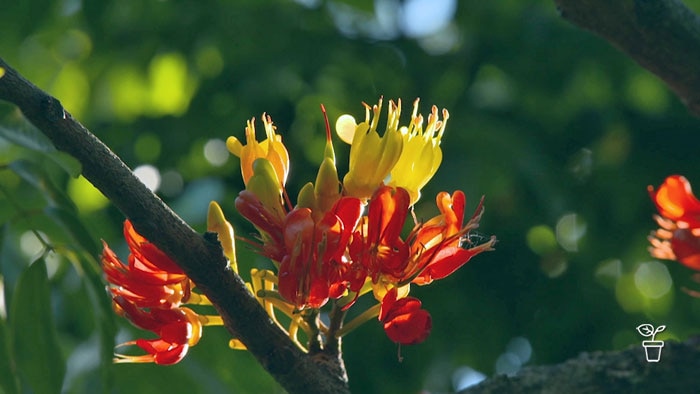 Red and yellow flowers growing on the branch of a tree