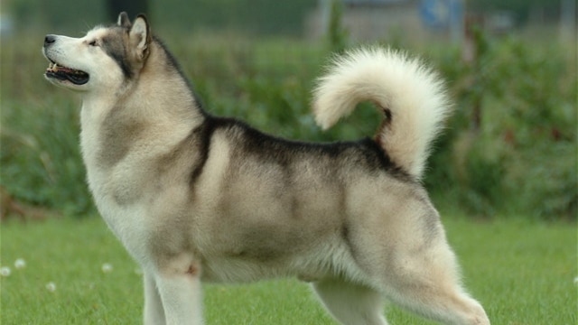 Alaskan Malamute