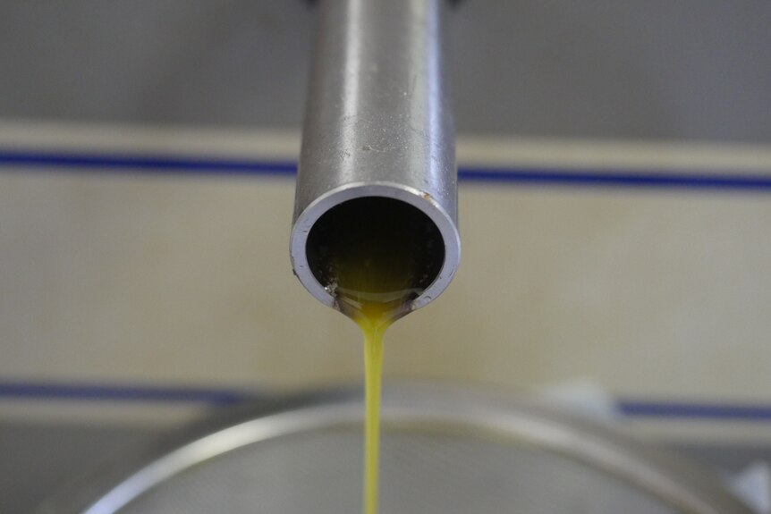 A thin stream of cloudy green oil pours steadily from a stainless steel pipe