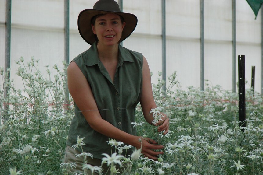 Lana Mitchell grows flannel flowers hydroponically at Gundaroo