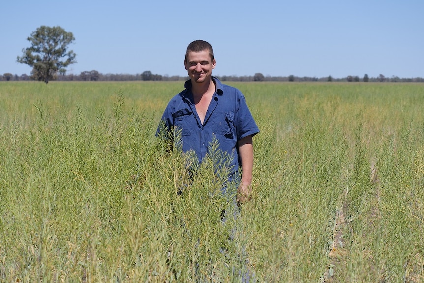 Andrew Mullins standing amongst a green Indian mustard seed crop.