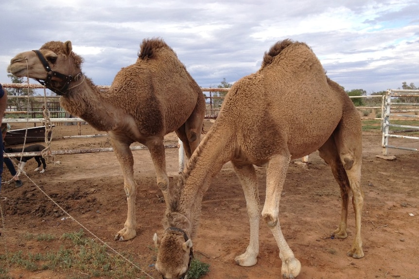 Pet camels 'Bella' and 'Sugar'