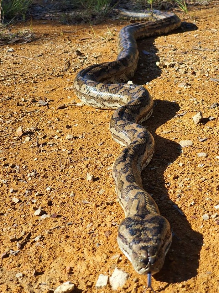 A carpet python slithering on the ground
