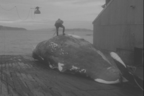 A man stands on top of a slaughtered whale