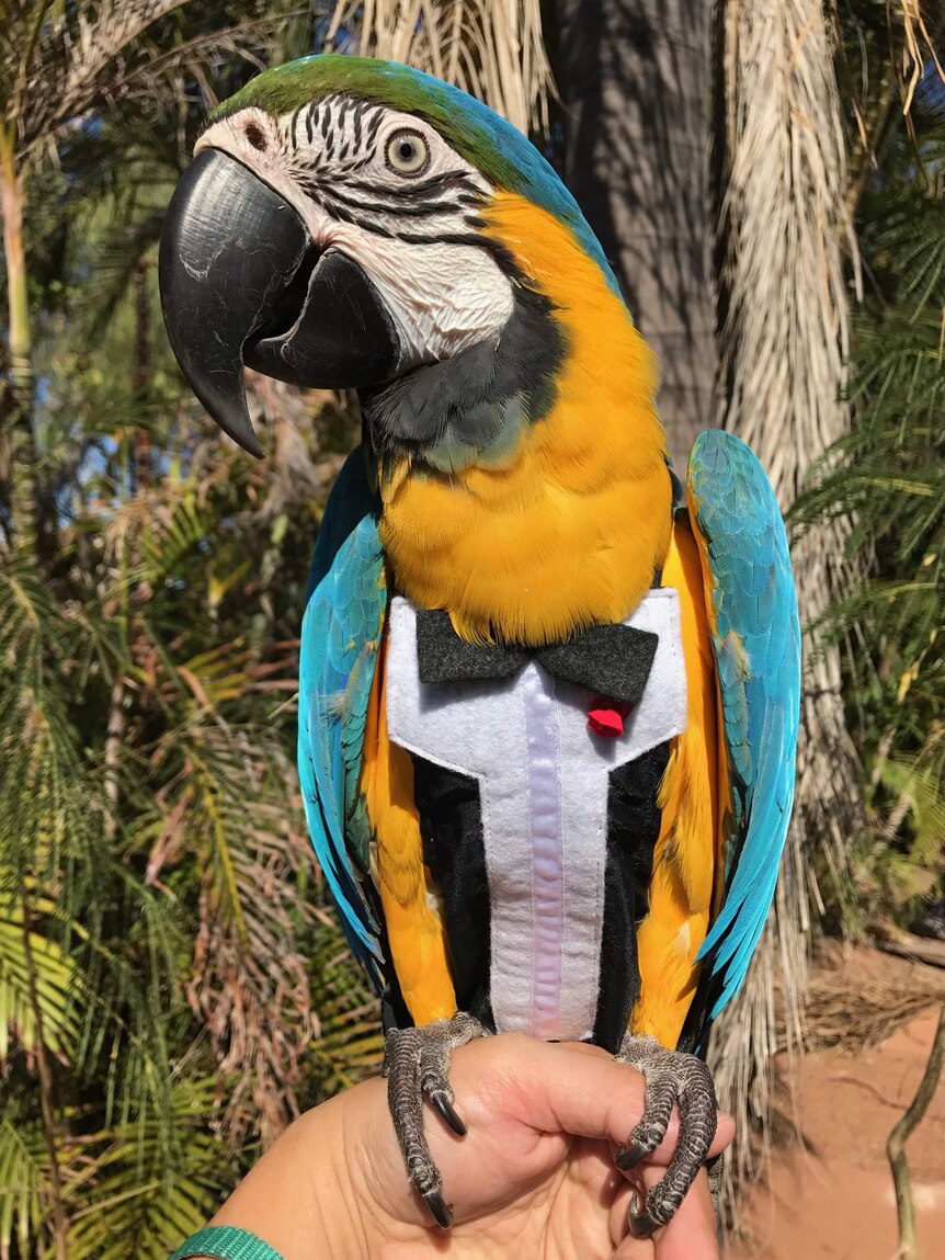 A macaw wearing a tuxedo suit.