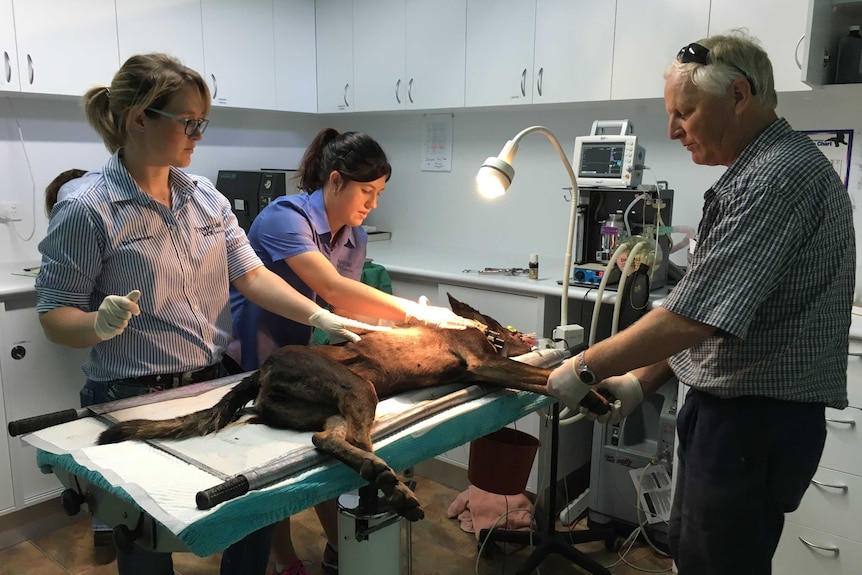 Dr Lee Allen treats a wounded dingo