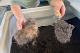 A clump of hair on the left and soil on the right 