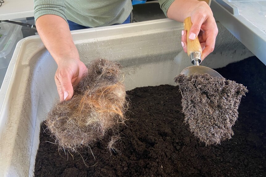 A clump of hair on the left and soil on the right 