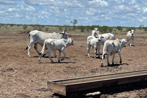 Underweight cows walk across dry, barren landscape. 