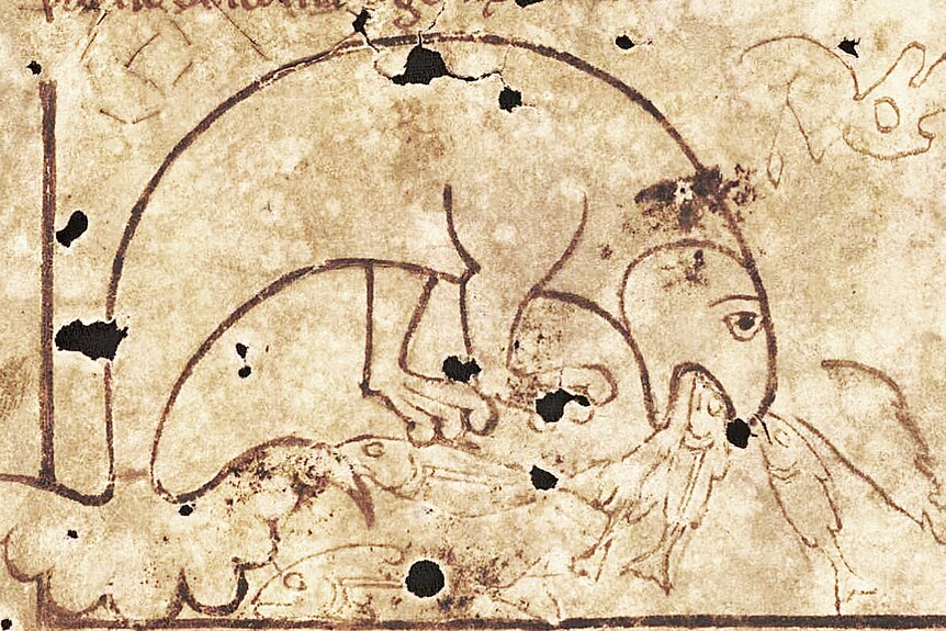 Icelandic Physiologus (c.1200) depiction of the Apsido feeding.