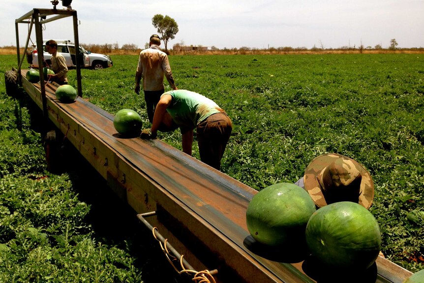 Watermelon harvesting at a Central Australian farm