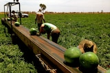 Watermelon harvesting at a Central Australian farm