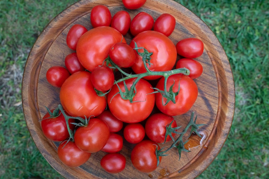 A photo of various tomato varieties on a chopping board, there are roma and truss tomatoes.