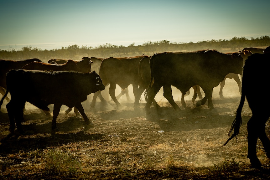 A herd of cattle are walking in one direction, their figures forming dark silhouttes amid the golden morning sun and light dust.