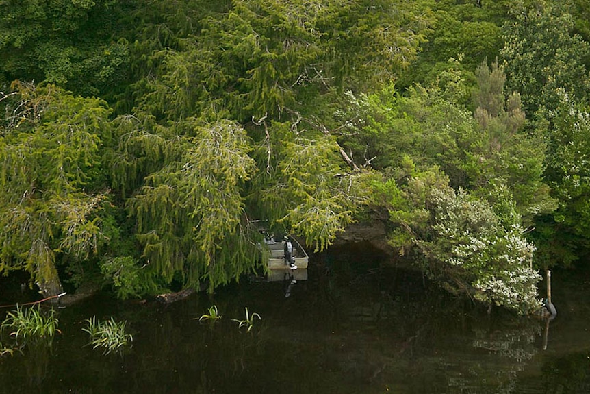 Huon pine on the banks of the Gordon River