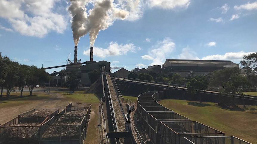 A large conveyor sending cane into a mill.