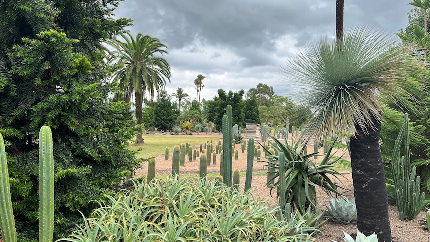 A garden planted with cactus