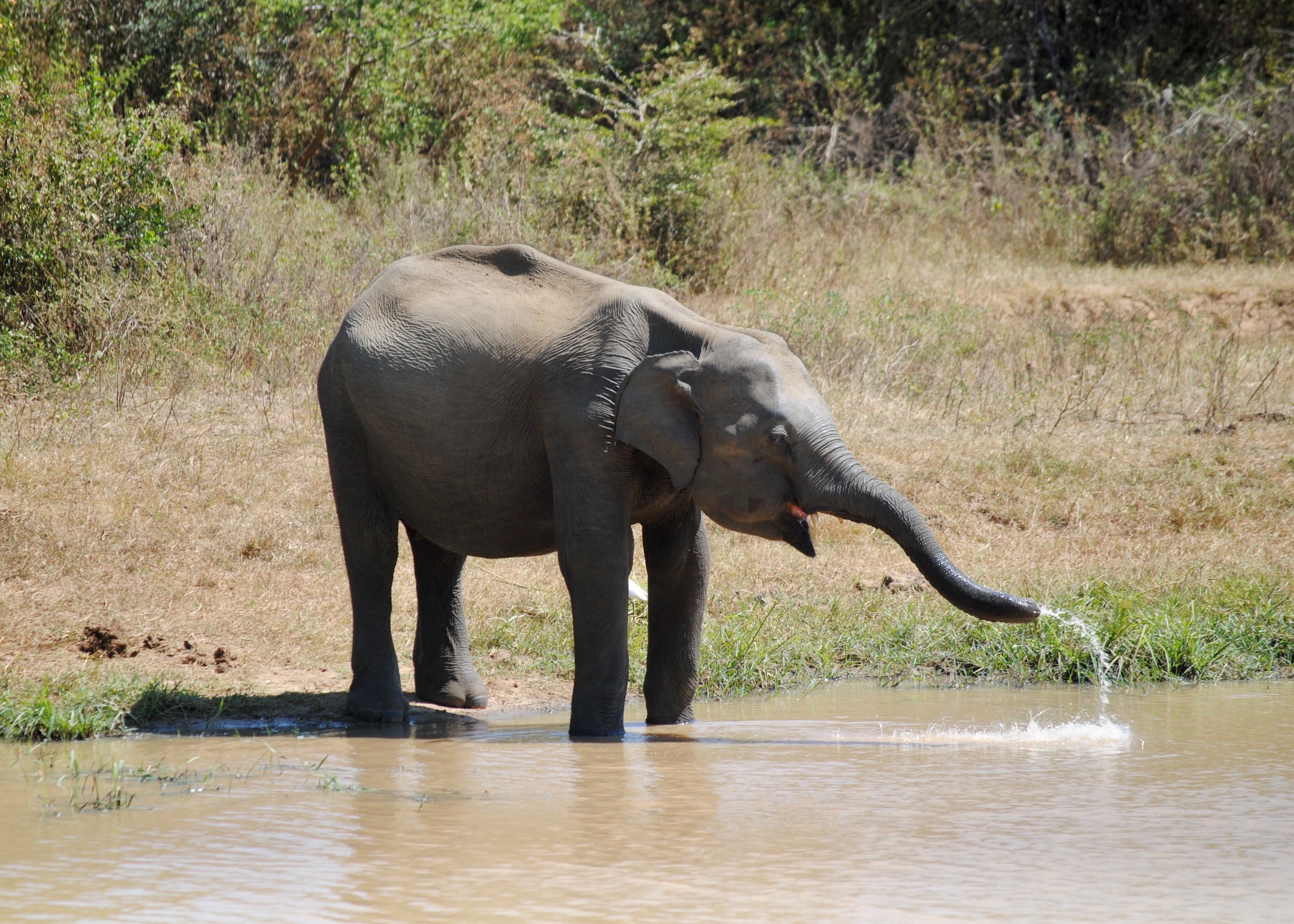 Elephant drinking water at waterhole in Sri Lanka