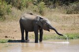 Elephant drinking water at waterhole in Sri Lanka