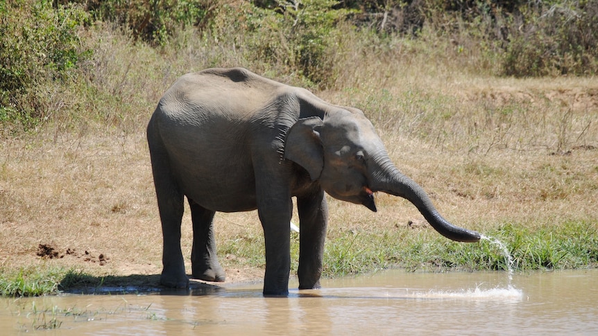 Elephant drinking water at waterhole in Sri Lanka
