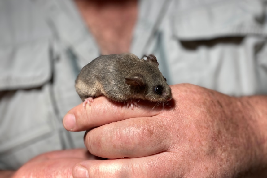 A tiny possum sits on a man's hand.