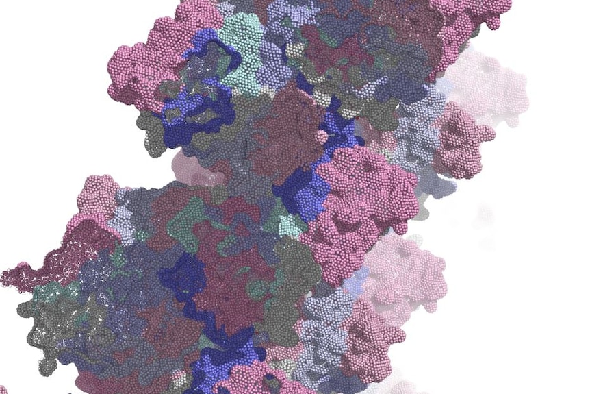 A pink and purple image of a protein that plays a role in cancer
