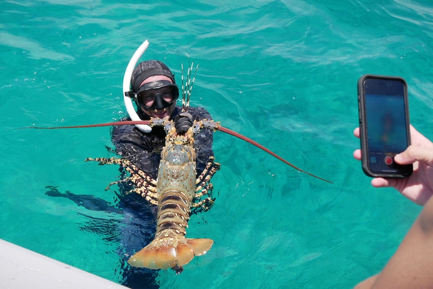 A man in a wetsuit in the water holds up a crayfish while someone snaps a photo