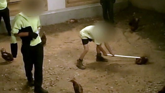 A worker at a poultry farm uses a long white pole to hold down a hen.