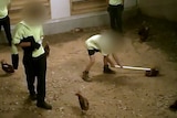 A worker at a poultry farm uses a long white pole to hold down a hen.