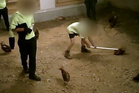 A worker at a poultry farm uses a long white pole to hold down a hen.