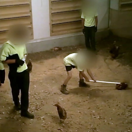 Animal cruelty investigation launched over video showing treatment of  chickens at Victorian poultry farm - ABC News