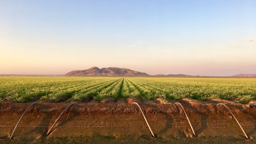 Crops growing in a paddock, with red dirt in the foreground and a mountain range in the background.