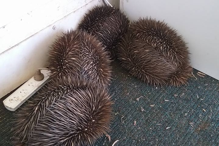 A group of echidnas clumping together