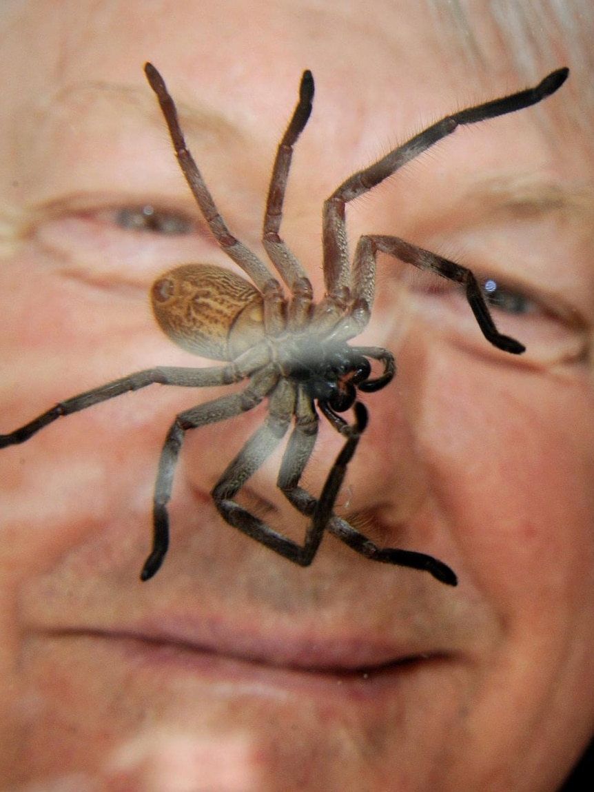 Nick Le Souef inspects a bird-eating spider
