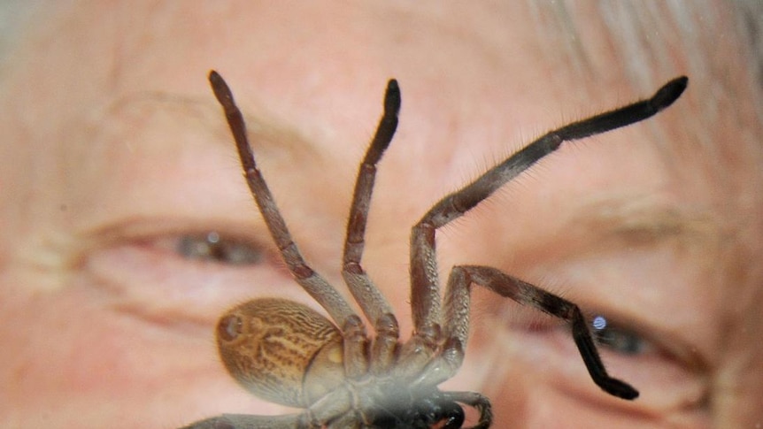 Nick Le Souef inspects a bird-eating spider