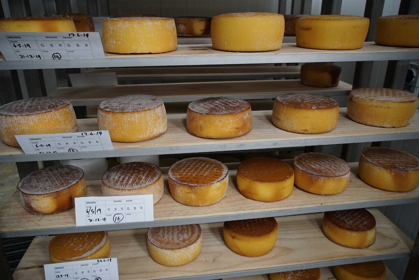 Whole cheese rounds on shelves
