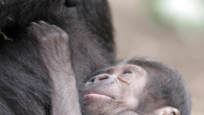 Taronga Zoo's baby Gorilla Kipenzi