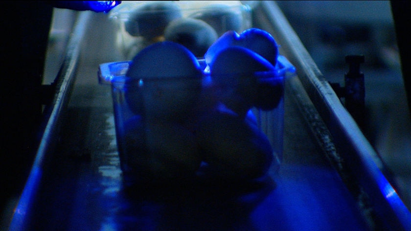 Mushrooms being exposed to ultra violet light on a packing line.