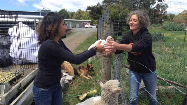 Volunteer Mehr Gupta hands a rescued turkey to Brightside Farm Sanctuary founder Emma Haswell