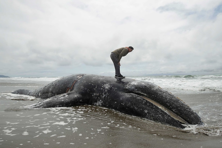 A man bends over to look at a dead whale on a beach.