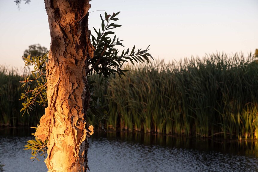 Paperbark tree and reeds at Lake Monger
