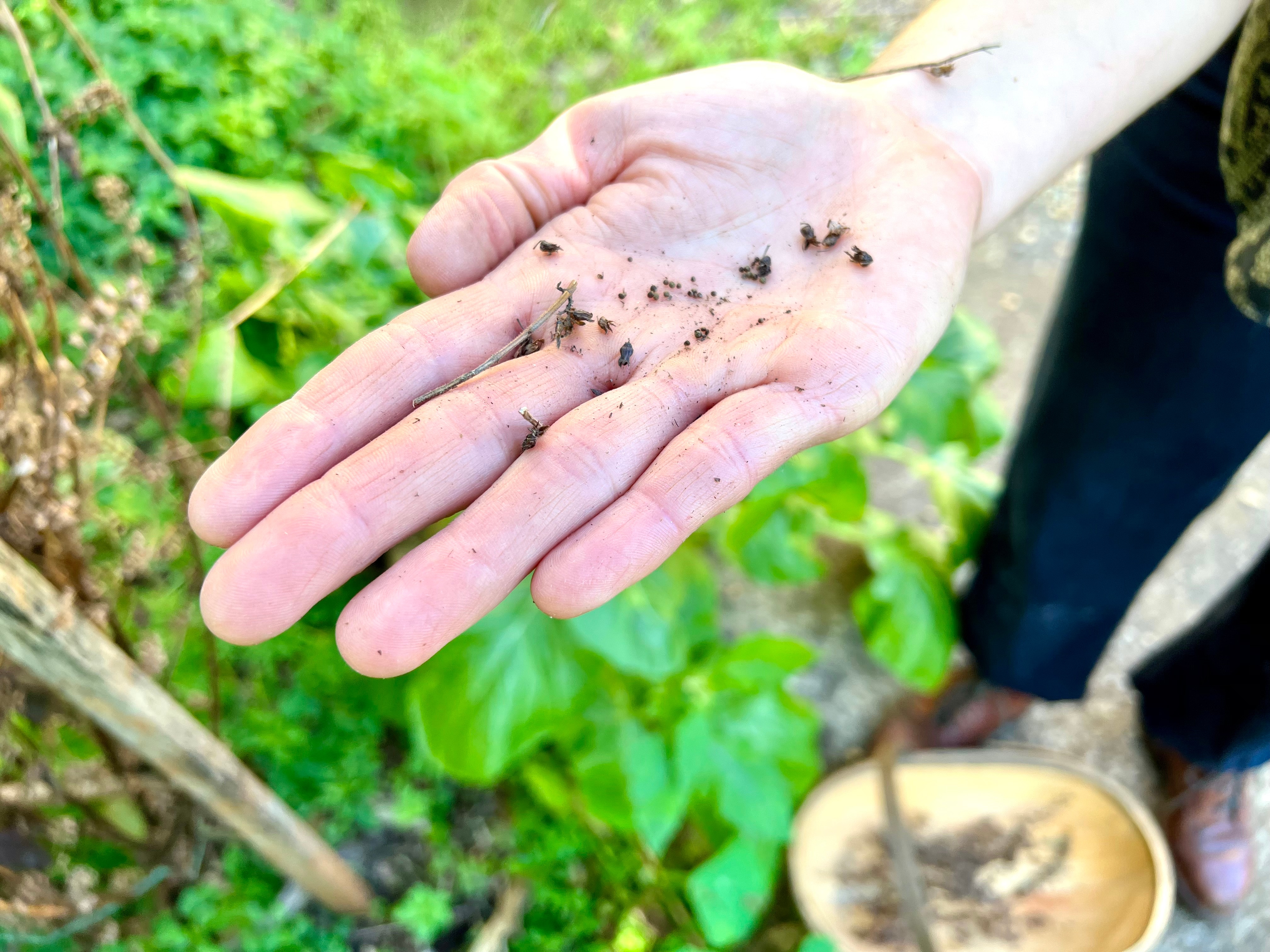 Seeds on a hand in the garden with a basket of seeds below.